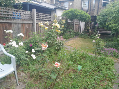flowers